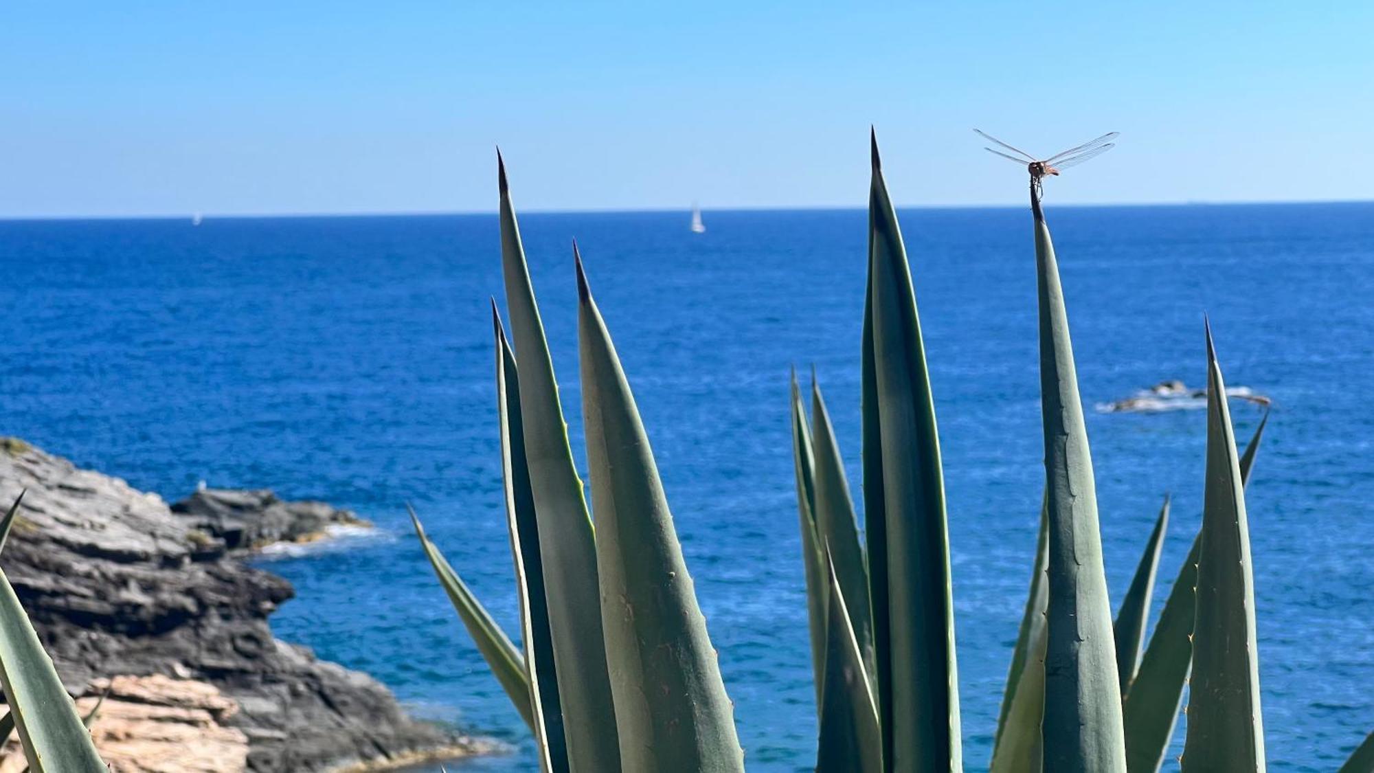 Punta Prima - Sun & Beach & Golf & Bike - Spanish South-Facing Terrace Apartment - La Recoleta - By The Sea تورّيفيِخا المظهر الخارجي الصورة